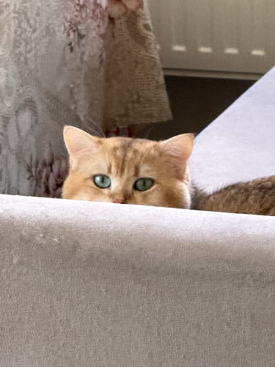 A ginger cat with striking green eyes peeks over the edge of a light-colored surface, its body mostly hidden. The background is blurred, with hints of textured fabric and light-colored furniture. The scene appears to be indoors, possibly a home environment. There is no information in the image that suggests a location in Yurukovo, Bulgaria.