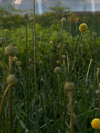 The image shows a close-up of a field of craspedia, also known as drumstick flowers, in various stages of bloom. The flowers are spherical and have a fuzzy texture. Some are bright yellow, while others are in various shades of green, indicating they are either buds or have finished blooming. The stems are long and thin, with thin, grass-like foliage surrounding them. The flowers are clustered together, creating a dense, green background with pops of yellow. The lighting suggests it is daytime, possibly late afternoon or early morning due to the soft, diffused light and some reflections on the left side of the image that might be from a body of water or a reflective surface. The overall mood is natural and serene, highlighting the beauty of the flowers. There is no visible text in the image. The location is identified as Perevoznoye, Russia, suggesting a rural or natural setting.