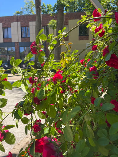 A bush of vibrant red roses is in the foreground, its branches laden with blossoms and green leaves. The roses appear in various stages of bloom, with some fully open and others still in bud. The bush is situated outdoors, with a paved walkway visible behind it. In the background, a modern building with a brick facade and large windows stands under a clear blue sky. Trees with lush green foliage are interspersed between the building and the rose bush, suggesting a park-like or urban garden setting. The overall scene is bathed in bright sunlight, casting distinct shadows. The location is Guryevsk, Russia.