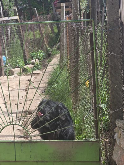 The scene depicts a black dog lying on a concrete surface, possibly a patio or walkway, behind a green metal gate or fence. The dog's tongue is visible. The gate has a sunburst design at the bottom. In the background, there is a chain-link fence and vegetation, including grass and leafy plants. There are also some concrete structures and wooden elements visible, potentially parts of a building or other structure. The location of this scene is Drumohar, Bulgaria.
