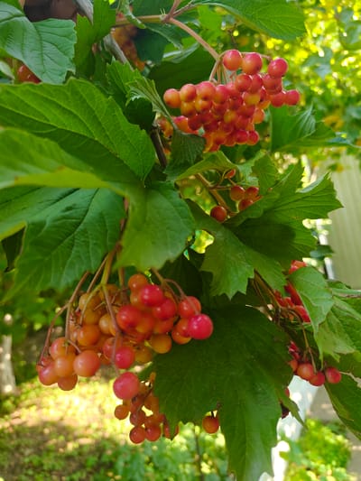The image shows a close-up of ripe, bright red and orange berries growing on a bush, with large green leaves also visible. The berries are clustered together on thin stems, some appearing to be translucent and varying in color from a light orange to a deep red. The leaves are broad, with serrated edges and prominent veins. The background is blurred, but suggests an outdoor environment with dappled sunlight filtering through greenery and hints of a fence or structure. The scene appears to be in a natural setting, possibly a garden or park. The image does not contain any people or actions. This photograph was taken in Baytik, Kyrgyzstan.