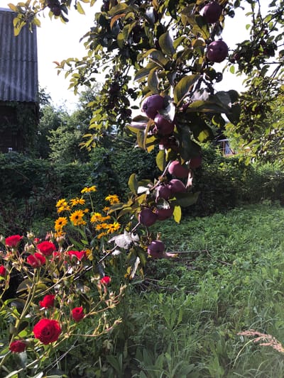The image depicts a vibrant garden scene, likely in a dacha or rural setting. In the foreground, a cluster of bright red roses is in full bloom, with several buds yet to open. Behind the roses, a patch of yellow flowers with dark centers, resembling Black-eyed Susans, adds a splash of color. Overhead, a tree laden with dark red fruit, possibly apples or plums, hangs heavy on its branches. The foliage of the tree is lush and green, interspersed with hints of red and brown from the ripening fruit. To the left, the corrugated metal roof and side of a rustic building are visible, suggesting a dwelling or outbuilding. The background is filled with dense green foliage and tall grasses, indicative of a natural, overgrown garden environment. The scene is bathed in natural sunlight, casting shadows and highlighting the textures of the plants and building materials. The overall impression is one of a thriving, untamed garden, possibly in late summer or early autumn, with a distinctly rural or dacha atmosphere. The location is specified as Красная Пресня Снт, Russia, which is a common designation for garden and cottage communities in Russia.