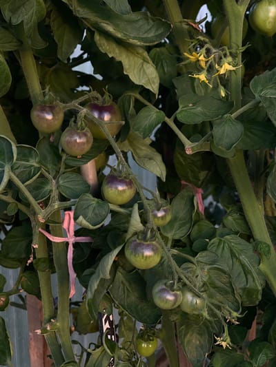 This is a close-up, eye-level, outdoor shot of ripening tomatoes on a vine. The tomatoes are green with purple streaks and some have visible fuzz. There are also small yellow flowers on the vine. The background consists of green leaves and stems, and a pale, out-of-focus structure that appears to be a fence or wall. There are no people or animals visible. The scene is likely in a garden or greenhouse, given the focus on the tomato plants. The image does not contain enough information to determine its specific location within the city of Perevoznoe, Russia, or any other location.