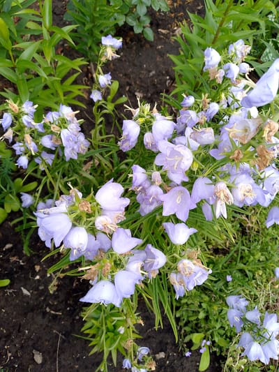 This is a top-down, close-up shot of a cluster of bell-shaped, lavender-colored flowers blooming amongst green foliage. The flowers are delicate and have a slightly wilted appearance, with some dried brown petals and stamens visible. The stems and leaves are a vibrant green, suggesting healthy growth. The background consists of dark soil with a few small pebbles, and patches of other low-lying green plants. The lighting appears to be natural daylight, possibly overcast, as there are no harsh shadows. The setting is a garden or park, likely in a temperate climate. There are no people or text visible in the image. The overall impression is one of natural beauty and the cycle of plant life, with the flowers in their late blooming stage. The location context of Domodedovo, Russia, suggests this scene could be part of a Russian garden during the warmer months.