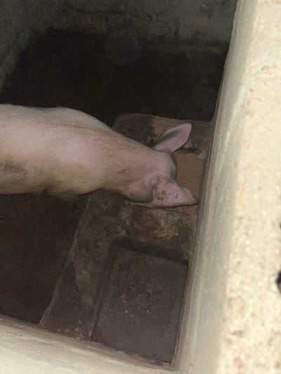 A pig with pink skin and short, sparse hair lies on its side in a concrete pen. Its head is resting on a raised section of the pen floor. The pen appears to be outdoors, with dark soil and shadows indicating a natural environment. The concrete structure is rough and weathered, and some dirt and debris are visible on the surfaces. The image does not provide any information about the city of Takau, Nigeria, or any specific location.