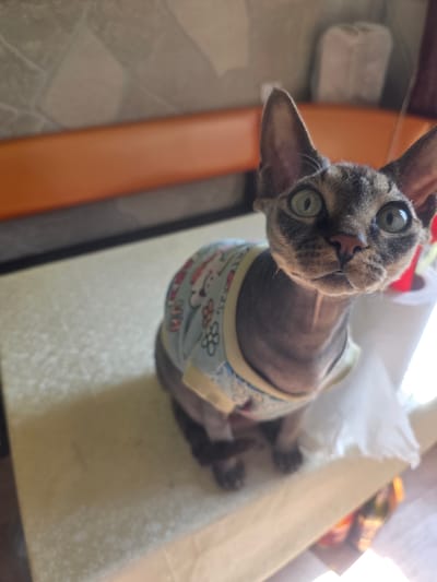 A close-up, high-angle, indoor shot shows a hairless cat wearing a light blue and yellow patterned vest. The cat has large, round, green eyes and tabby markings on its face, ears, and body. Its whiskers are visible. The cat is sitting on a textured, light-colored surface. In the background, an orange bar is visible, and to the right, a roll of white paper and a blurry object with a red top are present. The overall lighting suggests an indoor environment, possibly a home, within the city of Stroitel, Russia.