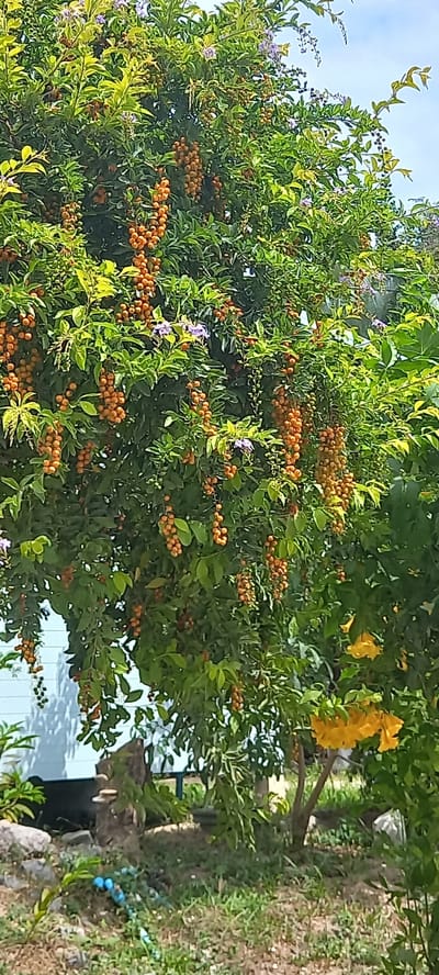 The image shows a tree laden with orange berries and some purple flowers, possibly in Baan Kai, Thailand, based on the request. The leaves are predominantly green. There are also some yellow flowers on the right side of the frame. A building, possibly a house, is visible in the background with a blue exterior. The ground beneath the tree consists of grass and soil.