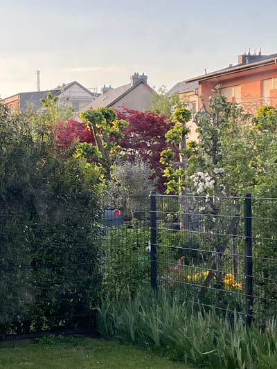 The image displays a residential garden scene in Foetz, Luxembourg, viewed under clear, soft lighting. In the foreground, dense green foliage, including shrubs and grass, occupies the lower and right sections of the frame. A wire fence, stretching vertically, acts as a prominent boundary, separating the immediate garden area from the deeper landscape.
Behind the fence, a variety of trees and bushes are visible. A tree with numerous white blossoms stands out, alongside another tree with striking dark red leaves, possibly a Japanese maple. Partially obscured by this vegetation, a dark blue or grey cylindrical object, resembling a garden bin, is visible, topped with a bright red, circular lid or element.
In the background, several houses or apartment buildings are discernible. These structures feature pitched roofs, multiple chimneys, and windows, some equipped with light-colored shutters. The architecture appears European. The sky above is clear and bright, suggesting either early morning or late afternoon. No people are visible, and no discernible text is present in the image.