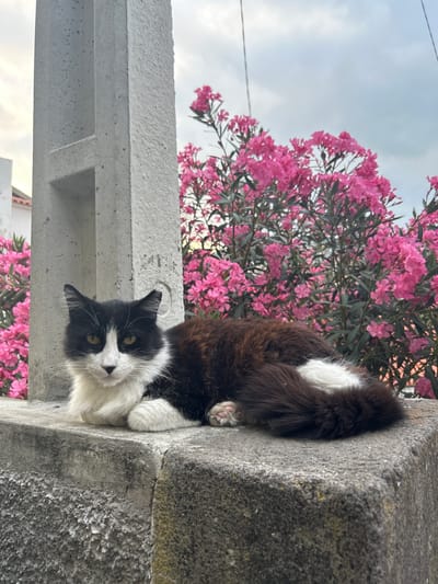 A black and white cat is resting on a stone ledge. The cat is facing the camera with its front paws tucked underneath its body. Its fur is predominantly white on its chest, face, and paws, with black markings on its head, back, and tail. The cat's eyes are greenish-yellow. Behind the cat, a bush with vibrant pink flowers is in bloom. To the left of the cat, a concrete pillar is visible. The background shows a cloudy sky. The scene appears to be an outdoor setting, likely a street or garden, possibly in Câmara de Lobos, Portugal, given the presence of oleander flowers which are common in the region.