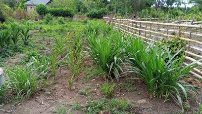 In Kebonbaru, Indonesia, an outdoor scene depicts a cultivated plot of land with several rows of green, leafy plants, likely a forage crop. To the left, several young palm trees, each individually potted in black plastic bags, are planted in a somewhat scattered arrangement. In the foreground and mid-ground, rows of taller, grass-like plants dominate the scene, with dense clusters of green leaves. A bamboo fence, constructed from horizontal poles secured to vertical supports, runs along the right side of the image, marking the perimeter of the cultivated area. Beyond the fence, trees and dense vegetation indicate a natural or less cultivated environment. In the background, a brick building with a dark roof is partially visible, suggesting the proximity of a dwelling or other structure. The ground is composed of dry soil with sparse patches of low-lying green vegetation and scattered debris. The overall impression is of a rural or agricultural setting undergoing cultivation.