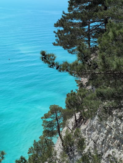 A high-angle, eye-level shot captures a rugged, rocky cliff face overgrown with pine trees overlooking a vibrant, turquoise sea in Dzhankhot, Russia. The sunlit water exhibits gentle ripples. In the distance, a solitary small boat is visible on the sea's surface. The cliff's texture is rough and layered, with patches of sparse vegetation clinging to its surface. Pine trees with dark green needles and visible cones are interspersed along the cliff edge and extend over the water. The sky above is a clear, bright blue.