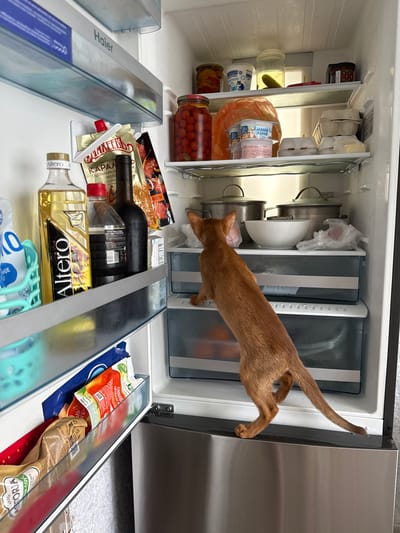 The image shows an Abyssinian cat inside an open refrigerator. The cat is a reddish-brown color and is standing on its hind legs, reaching into the top drawer of the refrigerator. The refrigerator is stocked with various food items, including jars of tomatoes, yogurt, eggs, bottles of oil and wine, and packaged foods. The refrigerator appears to be in a kitchen setting. The location is described as Stary Oskol, Russia.