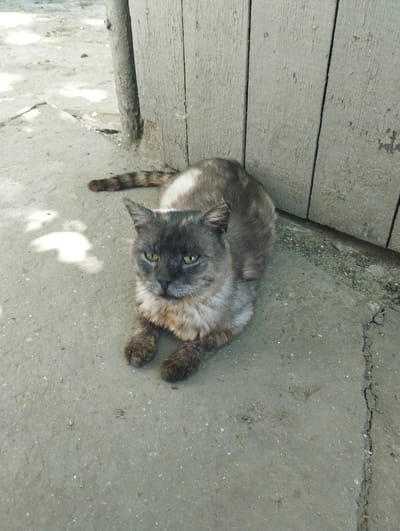 A tortoiseshell cat with green eyes is lying on a concrete surface near a wooden fence in Vasylivka, Ukraine. The cat is partially shaded by sunlight. The fence appears weathered and aged, with visible vertical planks. The ground is a rough concrete surface with some debris. The cat's tail, with distinct dark and light stripes, extends to the left. The overall scene suggests an outdoor, possibly rural or suburban, environment.