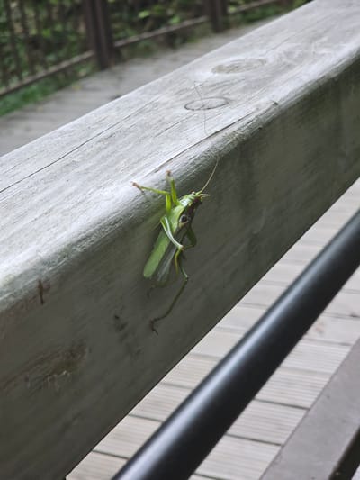 A green katydid is clinging to a weathered wooden railing, which runs diagonally across the frame. The katydid is positioned on the left side of the railing, with its body oriented downwards and its long antennae extending upwards. Its legs are spread, gripping the wood. The railing is made of light-colored wood with visible grain and a few small dark spots. Behind the railing, out of focus, is a blurred background of greenery and wooden structures. In the foreground and bottom right, a dark, cylindrical object, likely a handrail, is visible, also running diagonally. The overall scene appears to be outdoors, possibly on a park path or walkway.