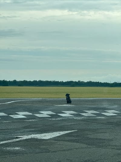 A lone, dark-colored dog sits on an asphalt surface marked with white lines. The dog is facing to the left of the frame. Behind the dog, a field of tall, yellow grass stretches horizontally across the image, bordered by a dark line of trees. Above the trees, a pale blue sky is filled with layered, grey clouds. The scene is set on the outskirts of Kochubeyevskoye, Russia, likely an airfield or a large, open industrial area given the markings on the ground. The overall atmosphere is quiet and somewhat desolate.