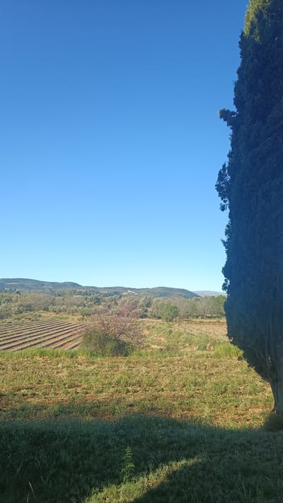 A landscape photograph taken in what appears to be the countryside of Jérica, Spain, on a clear day. The scene is dominated by a bright blue, cloudless sky that takes up more than half of the frame. Below, a field or meadow stretches across the scene, with varying textures of brown and green vegetation. In the lower foreground, there is a darker patch of grass, possibly in shadow. Further back, a field with rows of what could be planted crops, possibly lavender, is visible. A small tree or bush with a few pinkish blooms stands near the planted field. In the distance, a low mountain range covered in trees and foliage can be seen under the clear sky. On the right edge of the photograph, a tall, dark green tree, likely a cypress or similar evergreen, is partially visible, its trunk and dense foliage framing the scene. The overall impression is of a sunny day in the Spanish countryside, with cultivated fields and natural vegetation under a vast, clear sky.