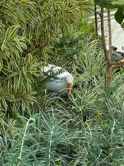 A white goose is partially visible amongst lush green and yellow variegated foliage and tall grasses in an outdoor environment. The goose's head, neck, and front portion of its body are visible, with its beak pointing towards the right side of the frame. The goose appears to be foraging or exploring within the dense vegetation. The background consists of more greenery and a thin tree trunk on the right. The scene suggests a natural or landscaped outdoor setting, potentially a garden or park. The location of Sukasada, Indonesia, indicates a tropical or subtropical climate, which aligns with the dense, vibrant plant life depicted.
