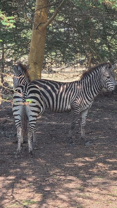 The scene depicts two zebras in a semi-wooded area within Mto wa Mbu, Tanzania. A zebra on the right stands facing right, showcasing its full black and white striped body, including its mane. Its head is oriented forward. Behind and partially to the left of this animal, obscured by a central light-brown tree trunk, stands a second zebra. The second zebra's head is visible, facing left towards the viewer, along with its striped hindquarters and tail. Both zebras are positioned on dry, reddish-brown earth, which contains sparse dry grass and dappled shadows from the surrounding vegetation. The background and upper portions of the image are filled with dense green and dry foliage, indicating a natural, shaded habitat.