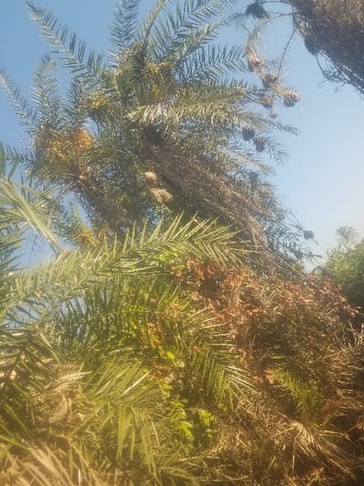 Palm trees dominate the frame, their fronds displaying vibrant green hues interspersed with dry, brown foliage. Clusters of dates hang amongst the leaves, some appearing ripe and golden. The branches extend towards a clear, light blue sky, partially obscured by the dense foliage. The composition focuses on the canopy, creating a natural, upward perspective.