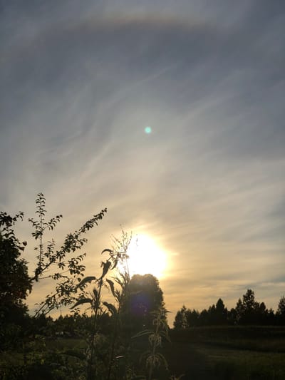 The image shows a sunset over a rural landscape, likely in or near Zhukovo, Russia, given the context. The sun is low on the horizon, casting a warm, golden light across the sky. The sky is filled with soft, wispy clouds, creating a beautiful diffusion of light. In the foreground, silhouetted against the bright sky, are the dark shapes of trees and plants, including what appears to be a large nettle plant. The foliage creates a sense of depth and frames the sun. In the distance, a line of trees forms a dark silhouette against the fading light. The overall impression is one of peace and natural beauty. There are no people or man-made objects clearly visible in the scene.
