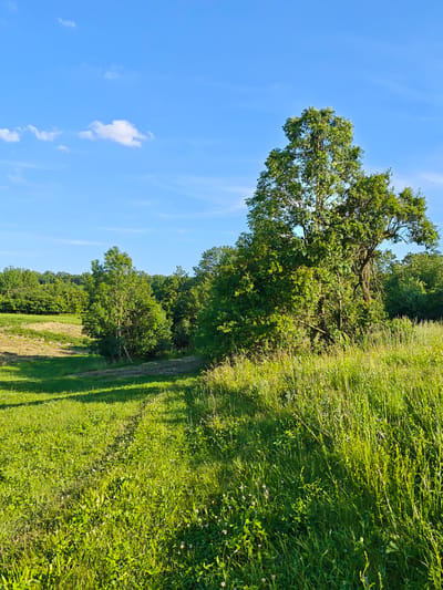 The image depicts a sunny day in a rural area, likely in or around Parkhomivka, Ukraine. The foreground is a vibrant green meadow with tall grass and scattered small white flowers, casting long shadows from an unseen source to the left, indicating the sun is to the right and slightly behind the viewer. A gently sloping path, or track, is visible cutting through the grass towards the middle ground.
In the middle ground, several trees are present. To the left, there's a field that appears to have been recently mowed or harvested, with rows of dried grass or hay visible. Further into the middle ground, a cluster of lush green trees forms a backdrop, with one prominent, large tree with a thick trunk and expansive branches dominating the right side of this section.
The background consists of a dense line of trees, forming a natural border or forest edge. Above, a clear blue sky stretches across the frame, punctuated by a few small, wispy white clouds. The overall impression is one of a peaceful, natural landscape bathed in warm, natural light. There are no people or animals visible in the image.