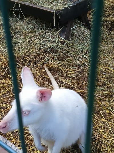 The image shows an albino wallaby in an enclosure, likely at a zoo or wildlife park in Sandanski, Bulgaria. The wallaby is white with pink ears and eyes, and it is surrounded by dry hay and some dirt. A wooden feeding trough or structure is visible in the background, also covered in hay. The enclosure is bordered by a green metal fence, parts of which are in the foreground, obscuring some of the view. The wallaby appears to be looking to its left, with its ears perked up. A small dark insect, possibly a fly, is visible on the wallaby's back. The lighting suggests it is daytime, with natural light illuminating the scene. The overall impression is of an animal in a relatively naturalistic, though contained, environment.
