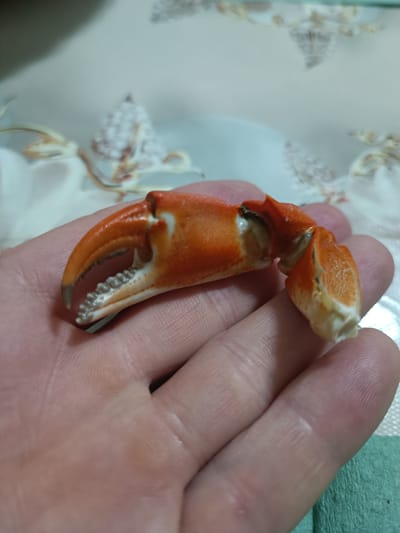 A close-up shot shows a human hand holding a cooked crab claw. The crab claw is bright orange and white, with visible teeth-like structures on the inner edge. The hand appears to be that of an adult, with visible skin texture and lines. The background is blurred, but suggests an indoor setting with a patterned surface. No specific location in Zatoka, Ukraine is identifiable from the image.