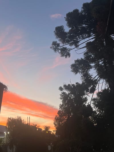 The image depicts an outdoor scene at either sunset or sunrise in San Antonio de Padua, Argentina. The sky transitions from a deep blue at the top, through lighter blue and pale yellow, to a dominant band of vibrant orange and red clouds across the lower half. These clouds are elongated and horizontally striated. The right side and upper-right corner of the frame are occupied by the dark silhouette of a large conifer tree, likely an *Araucaria*, showcasing its dense, scale-like foliage. Towards the left and center-midground, additional tree silhouettes are present, including a palm tree with faintly illuminated fronds and other dark, dense vegetation. Partial building structures, including roofs and a wall with climbing vines, are visible on the far left and in the background. Multiple thin, vertical structures, possibly utility poles or antennas, protrude above the tree line in the midground. Artificial light sources are active, including a distinct circular light glowing near the base of the palm tree on the left, indicating low ambient light. No individuals or overt human activity are depicted.