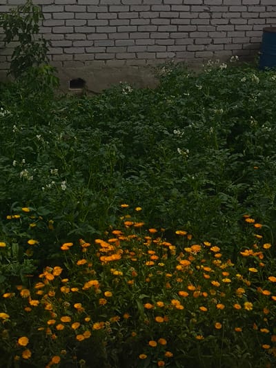 The image depicts an outdoor scene in Kostanay, Kazakhstan, featuring a garden area adjacent to a weathered brick wall. The garden is divided into two distinct sections. The upper section consists of a dense growth of green foliage, likely potato plants, interspersed with small white flowers. Towards the right side of this section, a portion of a blue barrel is visible. The lower section of the garden is populated with numerous bright orange and yellow flowers, appearing to be marigolds. The brick wall behind the plants shows signs of age and has a dark, rectangular opening near its base. A leafy green branch extends from the left side of the wall, overhanging the plants. The overall scene suggests a domestic or agricultural setting within the city.