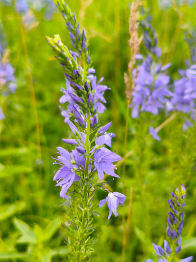 A close-up, eye-level, vertical shot features a spike of blooming purple flowers with green stems and leaves. The flowers are small and delicate, with five petals each and thin, thread-like stamens. Some of the flowers are fully open, while others are still in bud form at the top of the spike. The background is a soft, blurry green, suggesting a natural outdoor setting with out-of-focus foliage and other plants. No people, animals, or man-made structures are visible in the image. The scene appears to be set in a meadow or garden. The location is specified as Munayka, Russia.