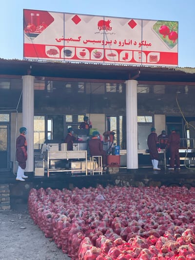 The image depicts an industrial outdoor processing facility identified as the "Milko Pomegranate Processing Company" in Sard-E 'olya, Afghanistan. A large red and white banner displaying the company name in Dari, along with images of pomegranates and derived products, is affixed above the open-air processing area.

Below the banner, a raised concrete platform hosts a food processing operation with stainless steel machinery and tables. Seven individuals, dressed in burgundy/maroon full-body uniforms, green or blue hairnets, and face masks, are engaged in various tasks. At least two workers wear white knee-high rubber boots, and some wear gloves (pink/red visible). Actions include operating machinery, standing at processing tables, and handling items. One worker is seated at a table, another stands to the far left, and multiple individuals work at a large table on the right. A blue water dispenser and red industrial equipment are visible within the processing zone.

In the foreground and extending towards the processing platform, a vast quantity of pomegranates is stored directly on the ground. Each pomegranate is individually enclosed in a translucent red mesh bag, creating dense rows of packaged fruit. The ground appears to be dirt or gravel, and a partial brick wall is visible to the far left. The scene is illuminated by natural daylight under a clear blue sky.