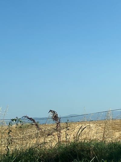The image shows a clear blue sky on the left side, with a fence running vertically down the right side of the frame. Beyond the fence is a dry, yellow field, suggesting a rural or agricultural setting. Green vegetation is visible along the edge of the field, bordering the fence. Some dried, dark-colored plants with thin branches are also present near the fence. The lighting suggests it is daytime, likely sunny. The orientation of the image is landscape, with the horizon running vertically along the right side. There is no text visible in the image.