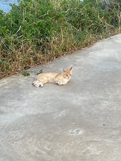 The image displays a solitary orange tabby cat resting on a light grey concrete path in Vilanova I La Geltrú, Spain. The cat, characterized by its orange fur and distinct darker tabby stripes, is positioned in a recumbent posture with its front paws tucked beneath its chest and its hind legs curled. Its head is turned slightly to its right, with ears erect. The concrete path, textured and showing minor discolorations, extends across the foreground and middle ground. Along the left side of the path, a dense embankment of green and dried brown vegetation, primarily tall grasses and leafy plants, forms a border. A body of water is partially visible in the upper left background, situated behind the vegetation. The scene is outdoors and illuminated by natural sunlight. No people are present, and no interactions are occurring.