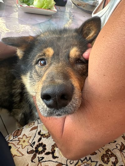 This is a close-up, overhead shot of a dog being held by a person's arm. The dog's face, which is dark brown and tan with a black nose and intelligent brown eyes, is the primary subject. The person's arm, with visible skin texture and some minor marks, is positioned around the dog's head, creating an intimate embrace. The background features a patterned rug with floral motifs in shades of beige, brown, and yellow. To the left, a small white dish contains some green lettuce. The overall lighting suggests it is daytime. The scene appears to be indoors or on a covered patio, given the presence of the rug. The dog's expression could be interpreted as calm and content, nestled against its owner. No visible text is present in the image. The location context is Воронежское-2, Russia.