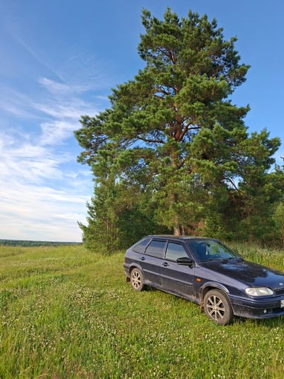 A dark blue sedan is parked in a grassy field under a clear blue sky with wispy white clouds. A large pine tree dominates the background, with other trees and a forest line visible in the distance. The field is covered in green grass and small white flowers. The car is facing towards the right side of the frame. The scene appears to be a rural landscape, possibly in the vicinity of Chumna, Russia, given the context provided.
