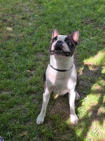 A Boston Terrier dog sits on a grassy patch of ground, looking up and to its right with its mouth open, revealing its teeth. The dog has black and white fur, with distinct black markings around its eyes and ears. It is wearing a black collar. The ground is covered in green grass, with some patches of exposed dirt. Sunlight is dappling the ground, creating shadows. The scene appears to be outdoors, possibly in a park or yard, in Voluntari, Romania, as indicated by the presence of well-maintained green spaces common in residential areas of such cities.