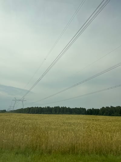 A wide-angle shot captures a field of golden wheat stretching towards a dense, dark green forest line. Above the field, a series of tall, skeletal power line towers march into the distance, their wires crisscrossing the pale, overcast sky. The sky itself is a muted gray, hinting at diffused light and possibly impending rain. The foreground of the image is blurred, with the closest stalks of wheat appearing as a wash of green and gold. The scene evokes a sense of rural expanse and industrial infrastructure coexisting.