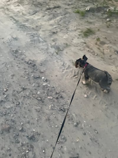The image shows a miniature schnauzer dog being walked on a leash. The dog has a gray and black coat and is wearing a red collar. The leash is black and extends out of frame. The ground appears to be dirt or gravel, with some small stones and sparse patches of green vegetation visible. The scene is outdoors, likely in a rural or natural setting, possibly a park or trail. The lighting suggests it is daytime, but the specific time of day is not clear. The overall mood of the image is calm and ordinary, depicting a common activity of dog walking. There is no visible text in the image. The location context provided is Мухавецкі сельскі Савет, Belarus.