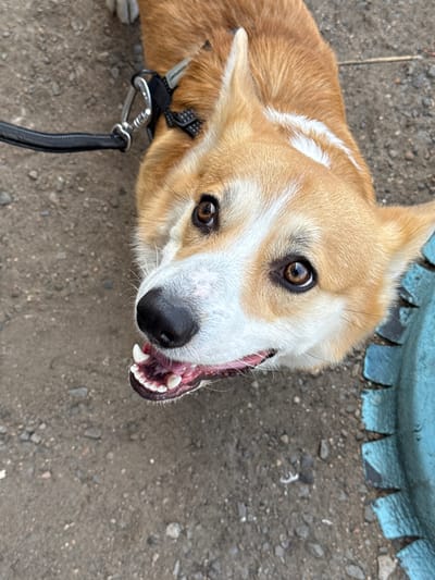 A close-up, upward-angle photograph shows a tan and white corgi dog looking up at the camera with an open mouth, revealing its teeth. The dog is wearing a black harness and leash attached to its collar. The background consists of a rough, stony, gray surface and a blue, textured object in the upper right corner. The location is Borzya, Russia.