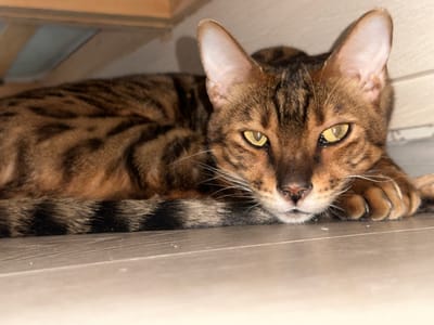 A Bengal cat with distinctive spotted markings is lying on a wooden floor. The cat's head is turned towards the viewer, with its yellow eyes open and alert. Its body is relaxed, and its paws are tucked underneath it. The background is blurred, but appears to be a wall and possibly furniture. The image is a close-up shot, focusing on the cat's face and upper body. The lighting is natural, coming from the side, creating soft shadows. There is no indication of the location being the city of Gornyi Erik, Russia, or any specific city for that matter.