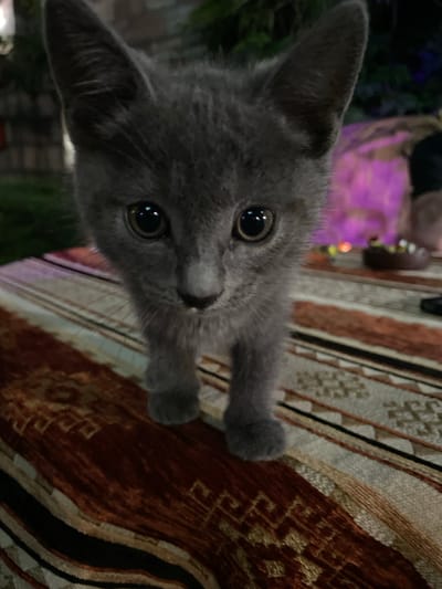 A close-up, eye-level shot features a young, gray cat with large, round, dark eyes, and prominent ears. The cat is standing on a table covered with a patterned cloth, its front paws visible. The background is out of focus, showing blurred lights and foliage, suggesting an outdoor setting at dusk or night. The table's surface exhibits a striped pattern with shades of red, brown, yellow, and black. The overall lighting is dim, with some purple and yellow hues visible in the background. The location is identified as Kaspiysk, Russia.