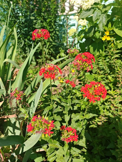 This is a close-up, eye-level, outdoor photograph of a garden scene in Zelenodol'sk, Russia. The primary subjects are clusters of bright red flowers with five petals, arranged in spherical or slightly elongated inflorescences. These flowers are attached to thin green stems, some of which are visible and appear slightly fuzzy. They are surrounded by lush green foliage, including long, sword-like leaves in the foreground on the left and smaller, broader leaves throughout the midground and background. In the upper background, out of focus, are clusters of pale yellow or white flowers, possibly from a hydrangea or similar plant, and a few small yellow flowers are also visible among the green leaves. The lighting suggests it is daytime, with sunlight creating shadows and highlighting the vibrant colors of the flowers and greenery. There are no people or animals visible in the image, and no specific man-made objects are clearly identifiable besides what might be a hint of a fence or structure in the far upper background. The overall impression is of a well-maintained garden in bloom.