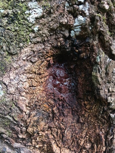 The image displays a detailed, close-up view of tree bark in Masaiti, Zambia. The bark is characterized by a rough, deeply fissured texture, presenting shades of dark brown, grey, and patches of olive-green lichen. Centrally, a pronounced, irregular concavity is visible, approximately 12 cm in diameter. Within this depression, a significant quantity of a viscous, dark reddish-brown, glossy substance is present, adhering to the internal surfaces of the cavity and slightly staining the surrounding bark. No animate subjects or man-made objects are depicted.
