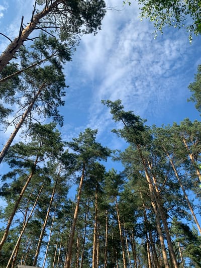 The image shows a low-angle view looking up through a stand of pine trees towards a bright blue sky with scattered white clouds. The trees are tall and slender with rough, light-brown bark. Their green needles form dense canopies, obscuring portions of the sky. Sunlight filters through the branches, creating areas of light and shadow. In the upper right corner, some lighter green deciduous leaves are visible, suggesting the presence of a different type of tree or vegetation. The scene appears to be in a natural or park-like setting, characteristic of the outskirts of Hostomel, Ukraine, where such pine forests are common. There are no people or discernable man-made structures in the immediate view, suggesting a natural environment. The image captures a serene moment with the upward gaze focused on the interplay of light, foliage, and sky.