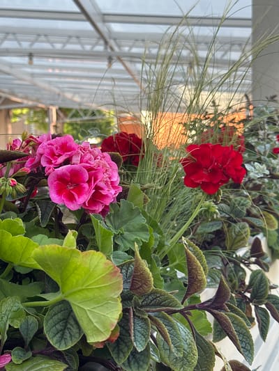 This is a medium shot of a planter filled with various plants, including bright pink and deep red geraniums, lush green leaves, and wispy grasses. The planter is positioned under a greenhouse-like structure with a translucent, possibly polycarbonate, roof composed of angled panels supported by a white metal framework. The background, visible through the structure, suggests an outdoor setting with trees and buildings, possibly in Jūrmala, Latvia, due to the architectural style of the greenhouse. The lighting indicates it is daytime, with sunlight filtering through the roof and illuminating the plants. There are no people or animals visible in the image. The focus is on the vibrant floral display and the overhead structure.