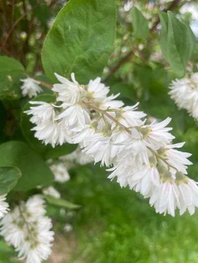 This is a close-up, eye-level, vertical, outdoor photograph of a branch with clusters of small white flowers. The flowers have multiple delicate petals and some exhibit subtle pink markings near their centers. The branch is partially obscured by large, green leaves, some of which are out of focus. The background consists of more green foliage and a softly blurred grassy area, suggesting a garden or park setting. There are no people or animals visible in the image.
The image was captured in Kołobrzeg, Poland.