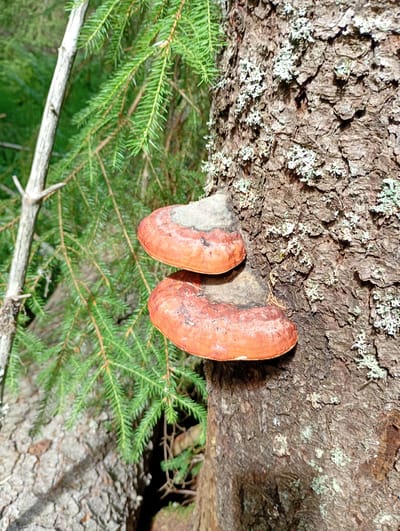 A close-up, eye-level shot captures two orange and grey shelf fungi growing on the rough, textured bark of a tree trunk. The fungi are positioned one above the other, with the lower one partially obscured by the upper. The bark is mottled with patches of light-colored lichen. In the background, out of focus, are green pine needles and branches, suggesting a forest environment. The lighting is natural, indicating it was taken outdoors in daylight. No people or animals are visible. The image's location in Lahti, Finland is not discernible from the visual content.