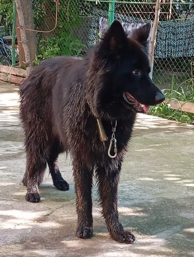 A medium-sized, black, long-haired dog is standing on a concrete surface in an outdoor setting. The dog has a collar with a metal clip attached. The background shows a wire fence, trees, and some vegetation. The location, Yukariyuz, Uzbekistan, is not evident from the image.