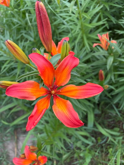 The image depicts a close-up view of an orange and red lily flower in full bloom, set against a backdrop of lush green foliage. The flower, positioned centrally, exhibits six prominent petals that display a gradient of color, transitioning from a vibrant red at the tips to a warm orange towards the center. At the heart of the bloom, the stamen and pistil are visible, adding intricate detail to the flower's structure. Surrounding the main flower, several unopened lily buds are present, with some appearing in a reddish-orange hue and others in a yellowish-green stage of development. The background consists of a dense arrangement of long, slender green leaves, characteristic of lily plants, which are slightly out of focus, emphasizing the sharpness of the flower in the foreground. The lighting suggests an outdoor setting, likely during daylight hours, with a soft illumination that highlights the textures and colors of the flora. There are no people or man-made objects visible in the frame. The image does not provide any information that would allow for the determination of its specific location within the city of Курган, Russia.