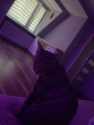 A tabby cat is sitting on a purple textured surface in a room. The cat is facing towards the left side of the frame with its head slightly tilted. The room is illuminated with purple light, casting a strong hue over the scene. In the background, there is a radiator beneath a window with blinds, and a wooden floor. Further back, a doorway and a wall are visible. The image appears to be taken indoors, possibly in a residential setting. There is no information in the image to determine its specific location within Gliwice, Poland.